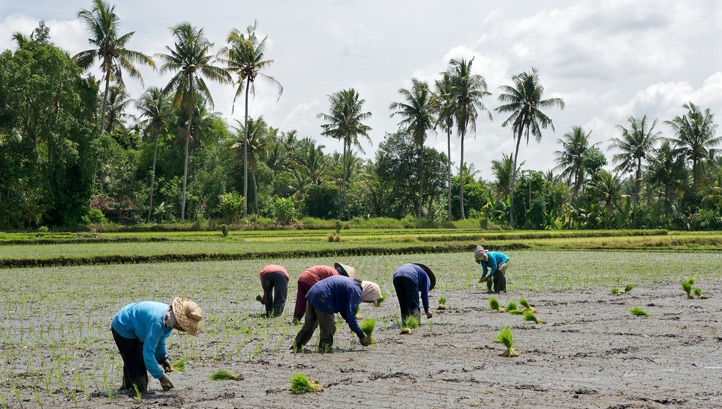 G20 leaders have been urged to work with governments where low-income suppliers and growers are located to agree on furlough schemes that protect farmers from poverty